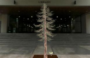 image of coast redwood on 3D Digital Herbarium