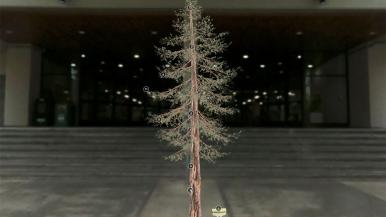 image of coast redwood on 3D Digital Herbarium