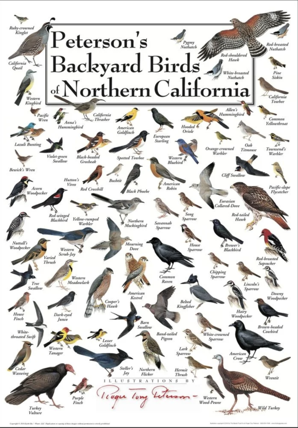 A poster graphic showing different species of California birds