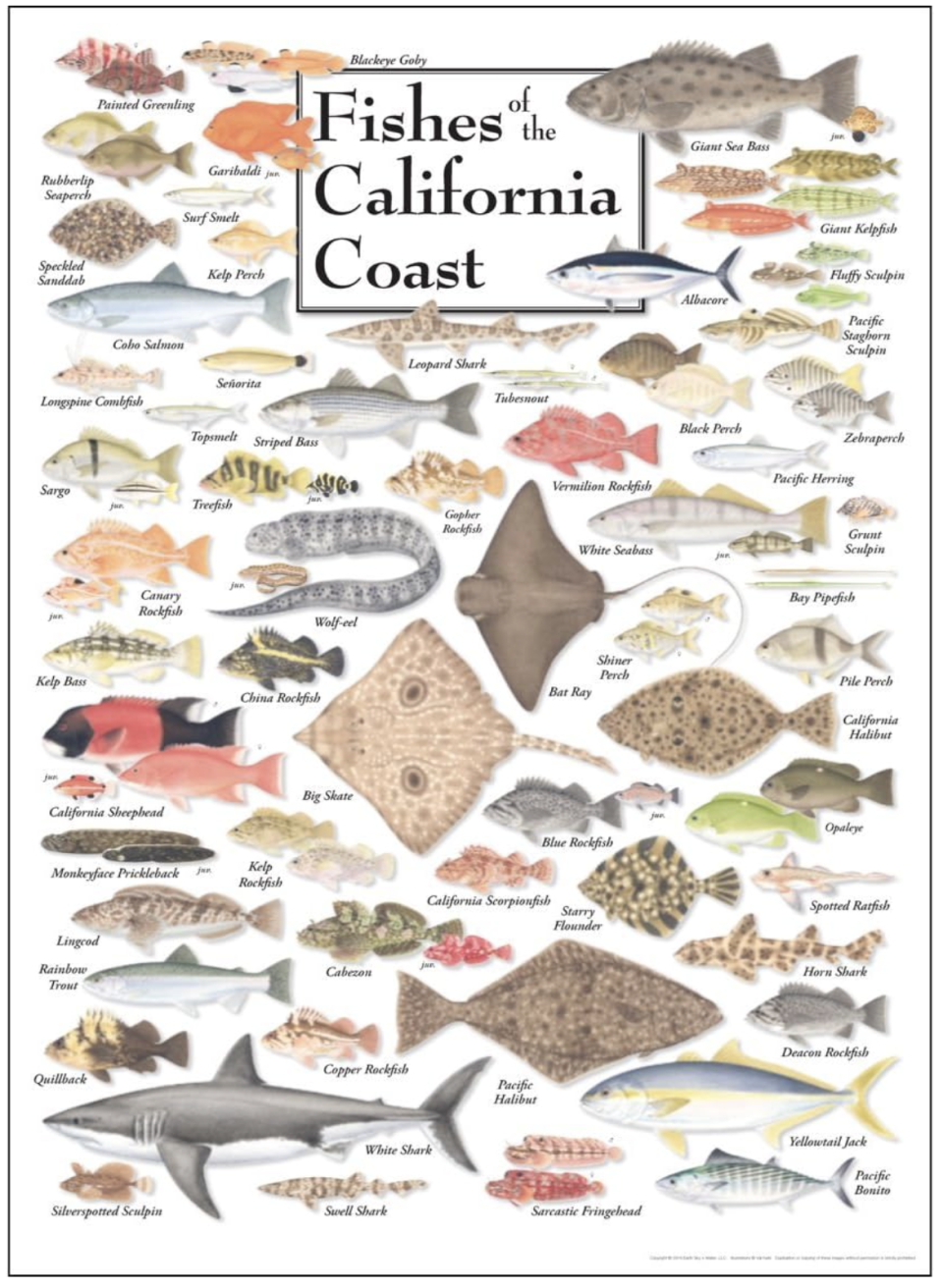 A poster graphic showing different species of California fishes