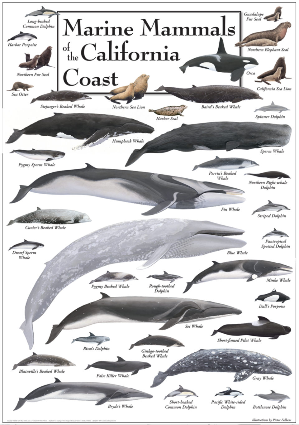 A poster graphic showing different species of marine mammals