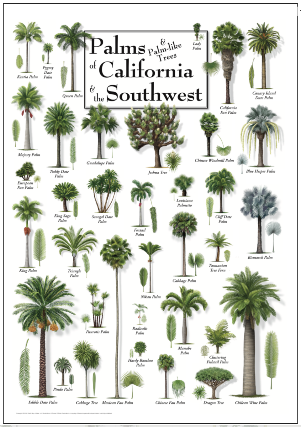 A poster graphic showing different species of California palm trees