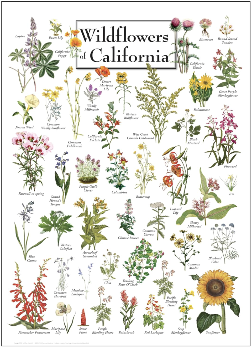 A poster graphic showing different species of California Wildflowers