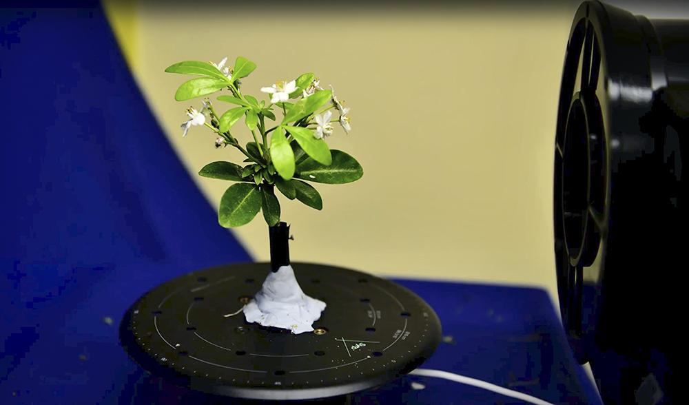 image of choisya ternata in bloom being photographed for 3D Digital Herbarium