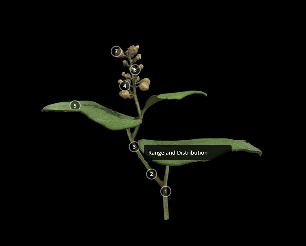 image of false lily of the valley in 3D Digital Herbarium